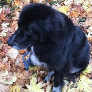 Meet your Posher, Ralph